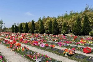 墓地墓碑前摆什么花？