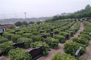 墓区环境
