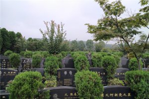 墓区绿化