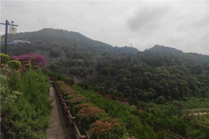 绿化环境