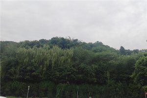 绿树