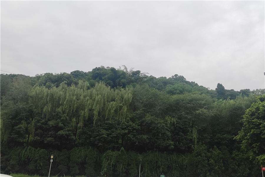陵园环境