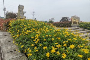 黄花景观