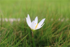 小花