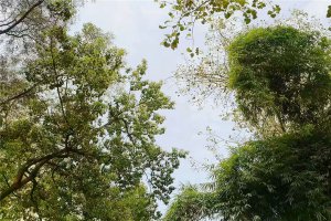 绿化
